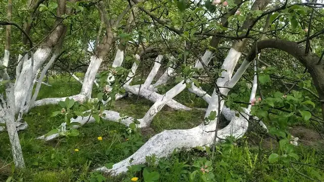 yabluunya koloniya v krolevtsi yabluunya koloniya v krolevtsi