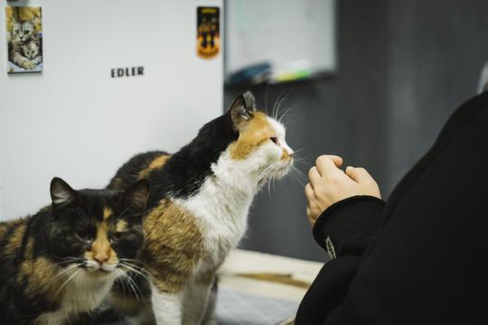 Котики сидять на тумбі. Ми підійшли до них, щоб погладити.