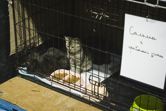 У цій клітці мешкає Сальма з її названими дітьми. Їм сумно й самотньо.
