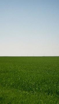 foto zelene pole фото зеленого поля на тлі блакитного неба
