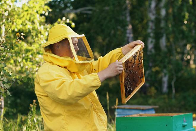 Бджоляр дивиться на рамку із бджолами