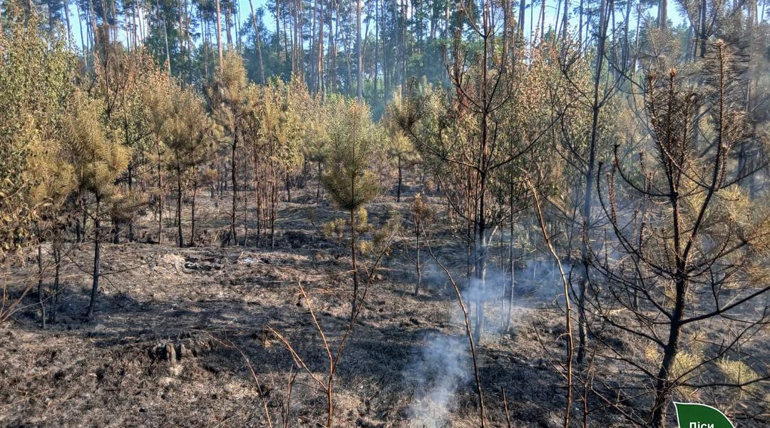 Ліс на півночі України після пожежі