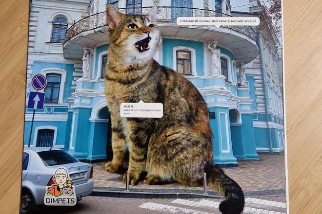 Календар з котами в Сумах