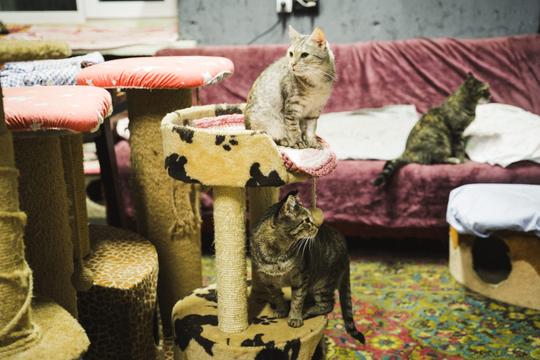 Котики відпочивають разом на дивані, а також на точилках. Їх у притулку декілька.