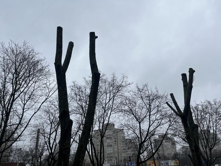 Обрізані дерева в Сумах