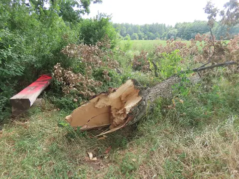 поломане гілля дубу на Роменщині
