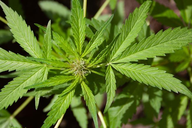 cannabis 5003418 1920