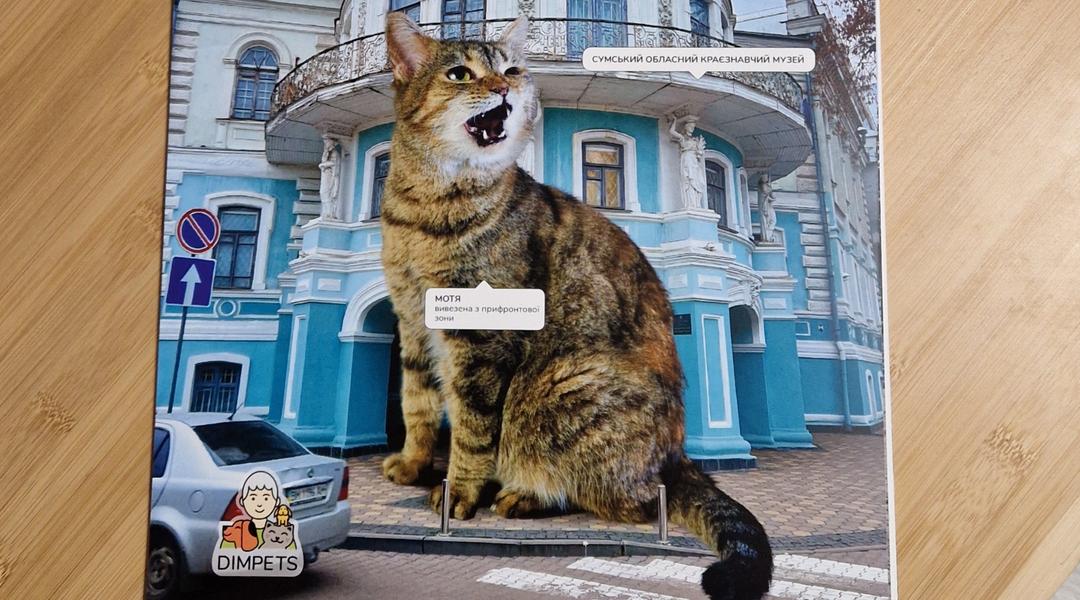 Календар з котами в Сумах