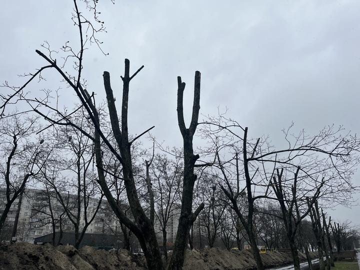 Обпиляні дерева в Сумах