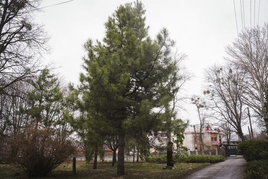 botsad 21