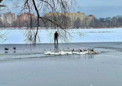 лебеді на озері Чеха в Сумах