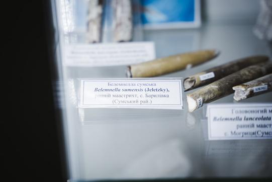 Белемнела Сумська в ЦЕНТУМ СМР