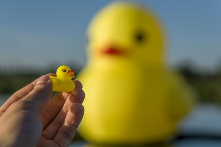 cxid rock duck 02