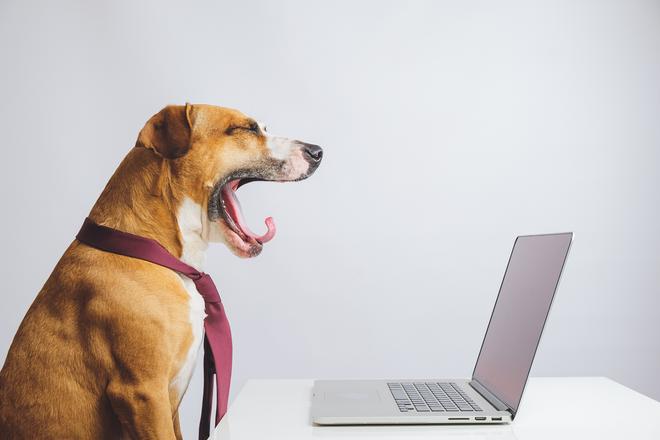 Yawning dog in a tie in front of a computer. Business or office DSCF9623 Edit 1