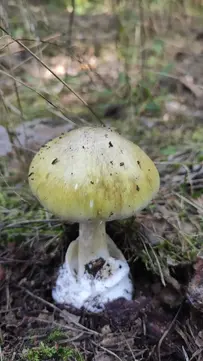 blida pohanka sumska oblast