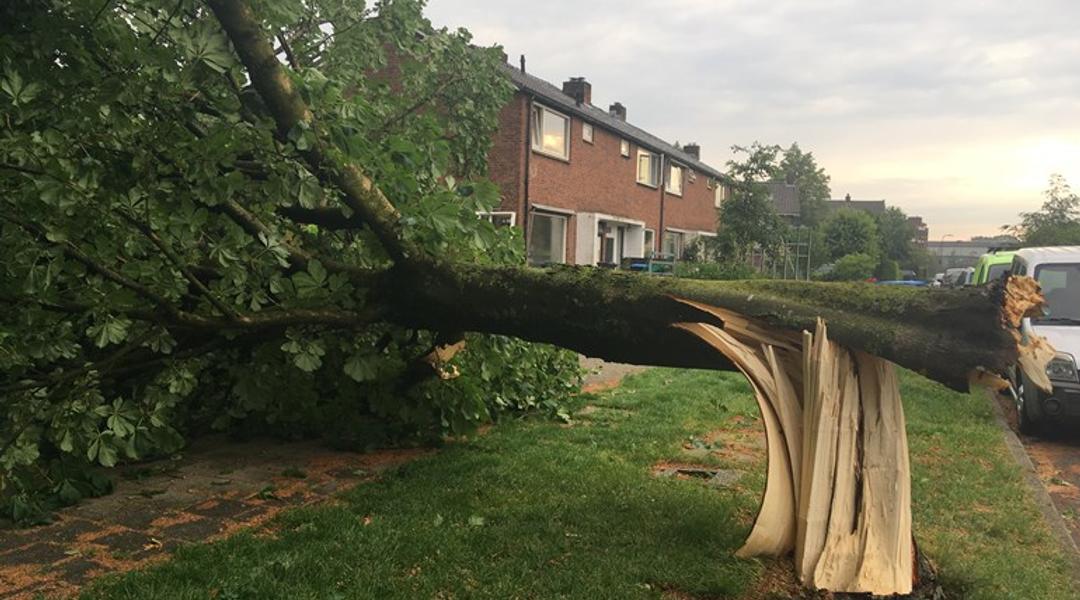 Een omgewaaide boom in Rheden Foto Omroep Gelderland