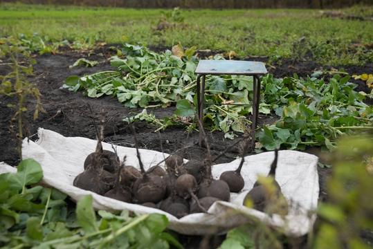 буряки які зібрав Володимир Шпилька зі свого городу на Сумщині